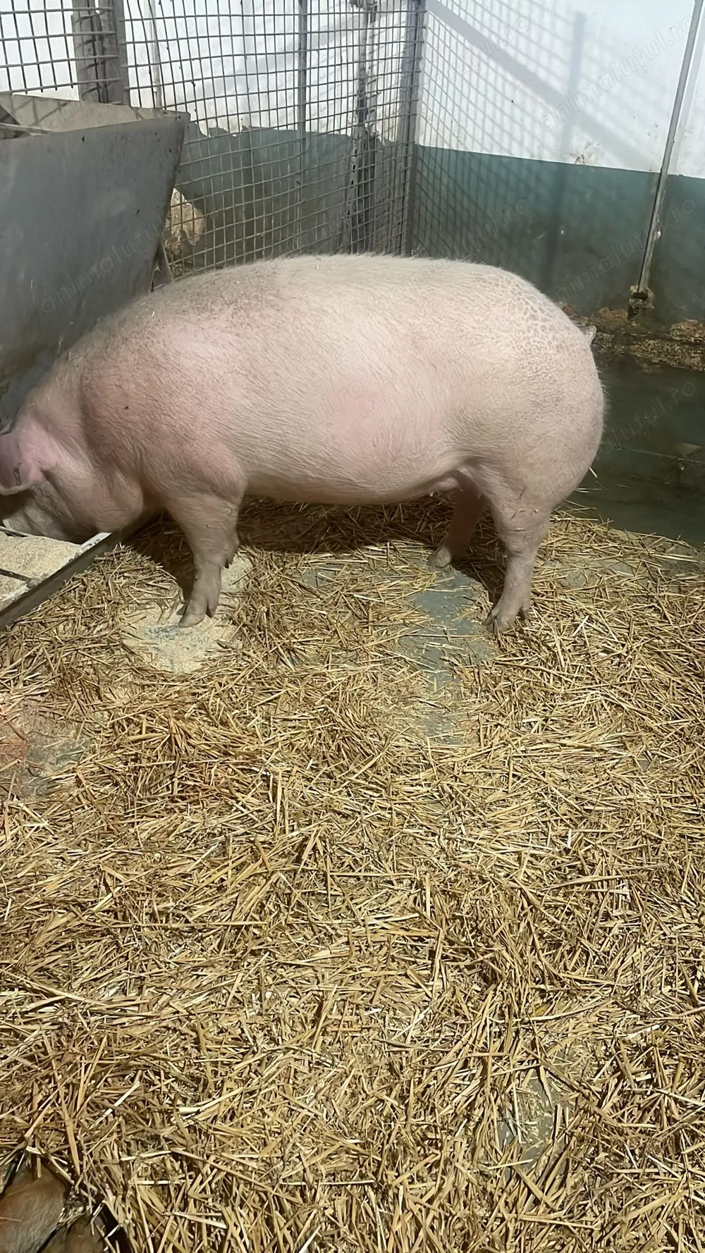 Vand porc de sacrificat 150-160