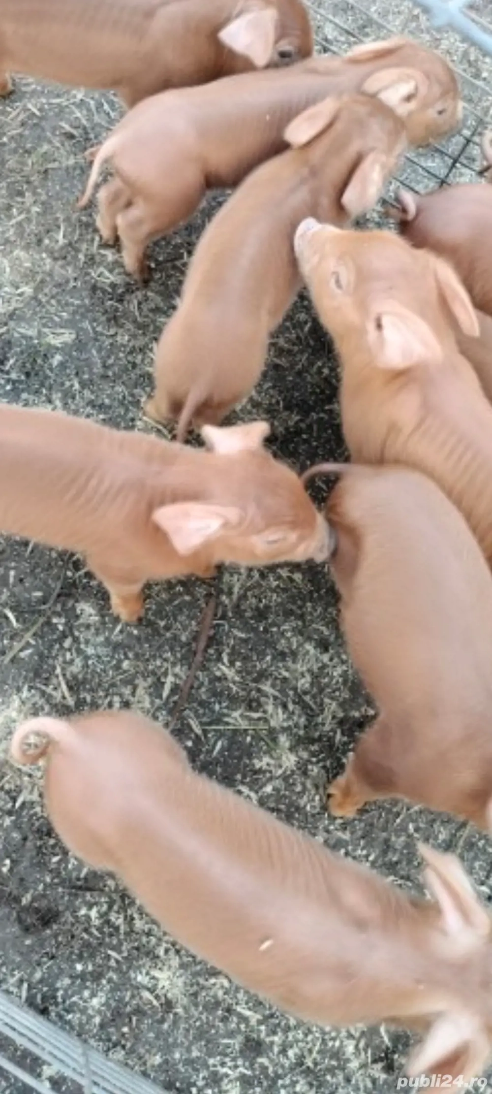 Purcei de 7 saptamani deparazitat