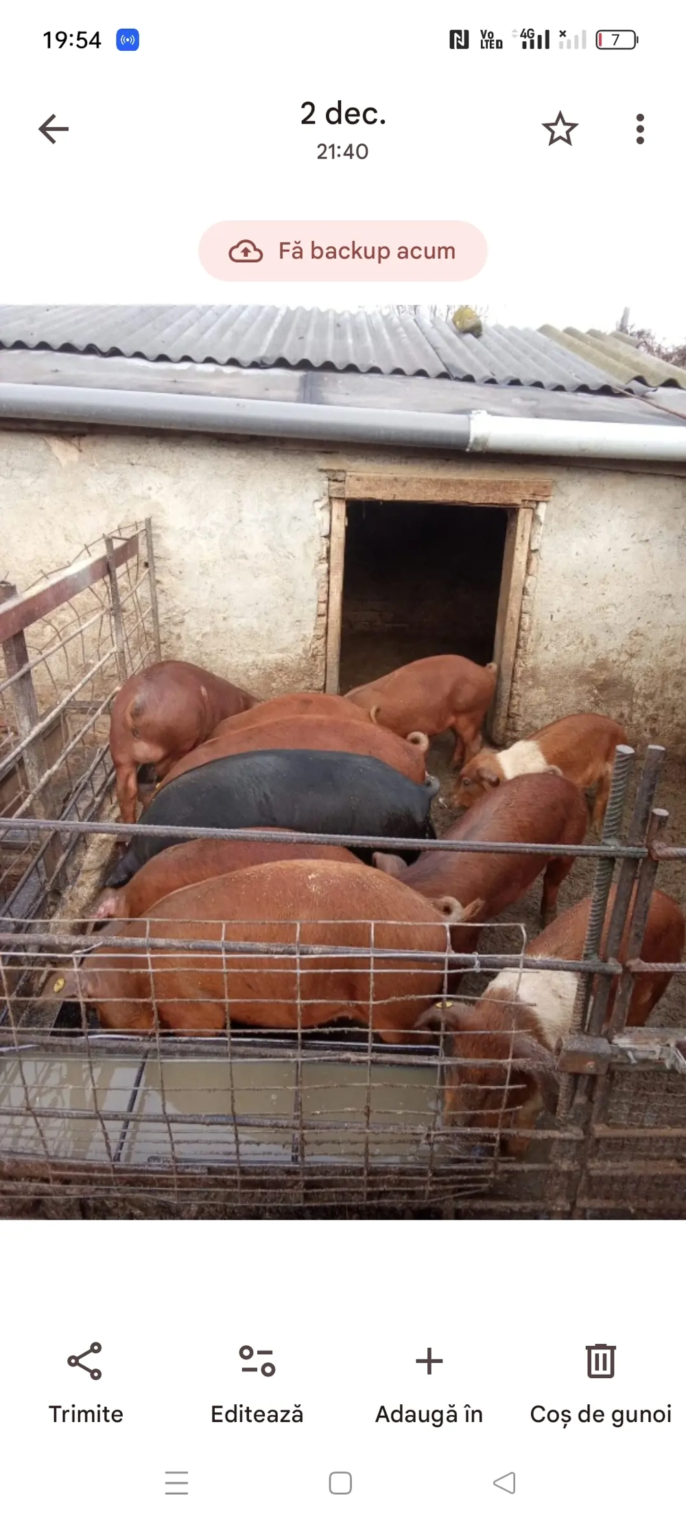 Purcei la 40-50 kg deparazitati