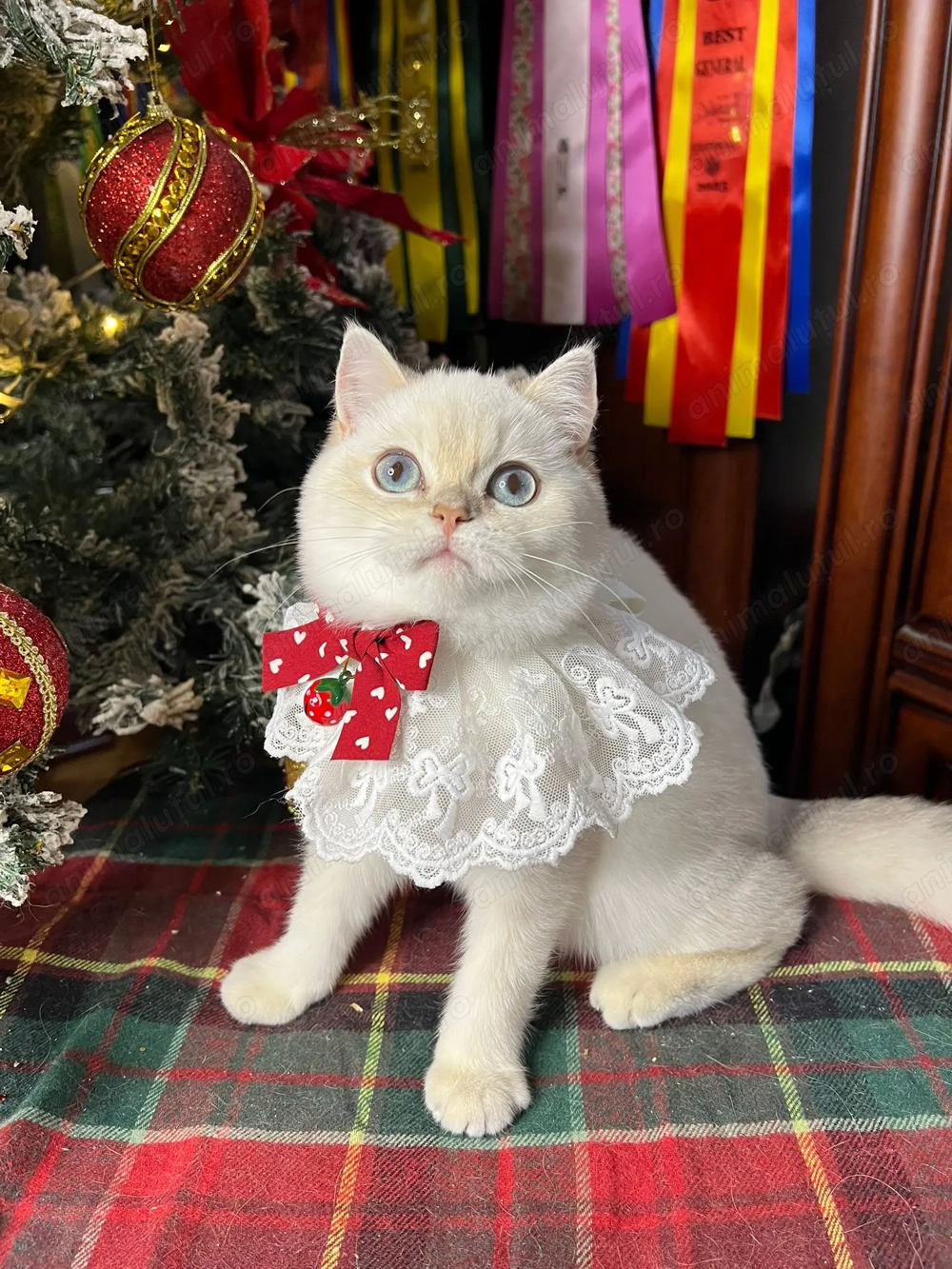 Fetita British shorthair