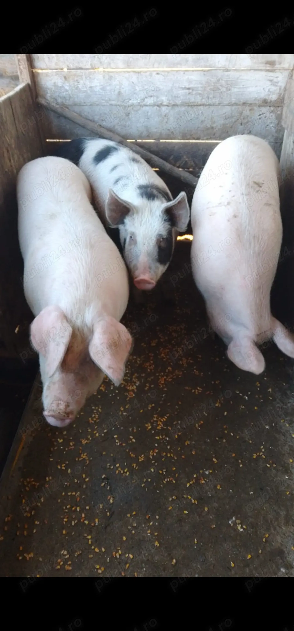 Porci grasi in jur de 140 kg