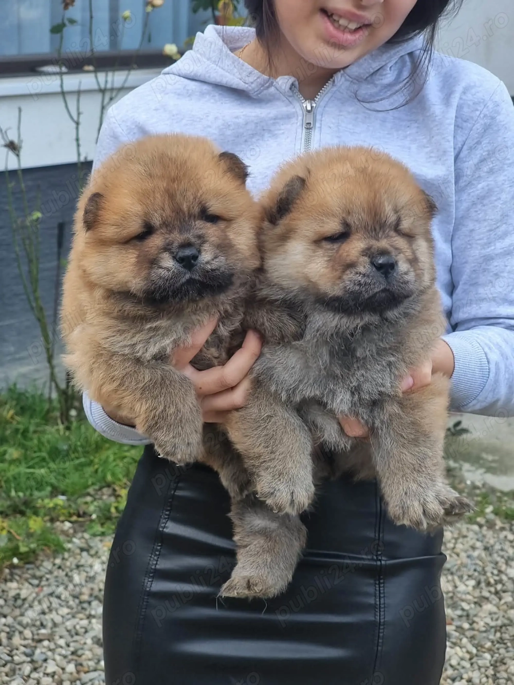 Pui chow chow 