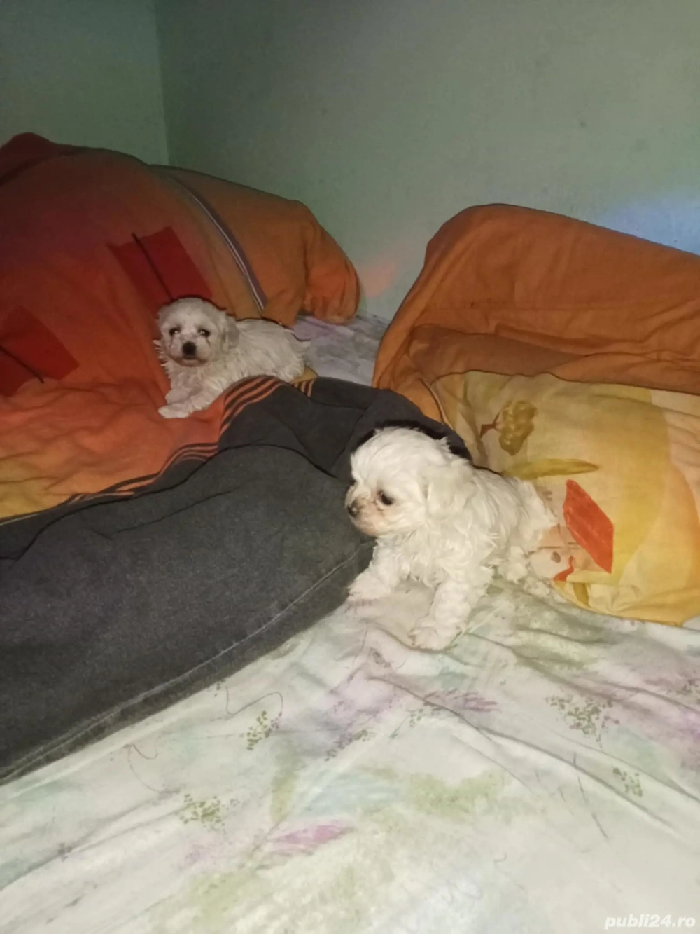 De vanzare bichon mini toy