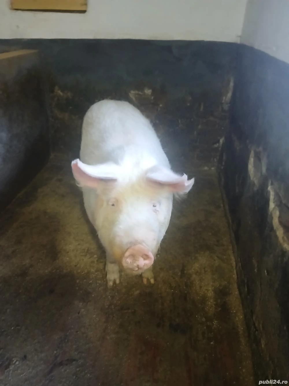 vand soldan 120-140 kg