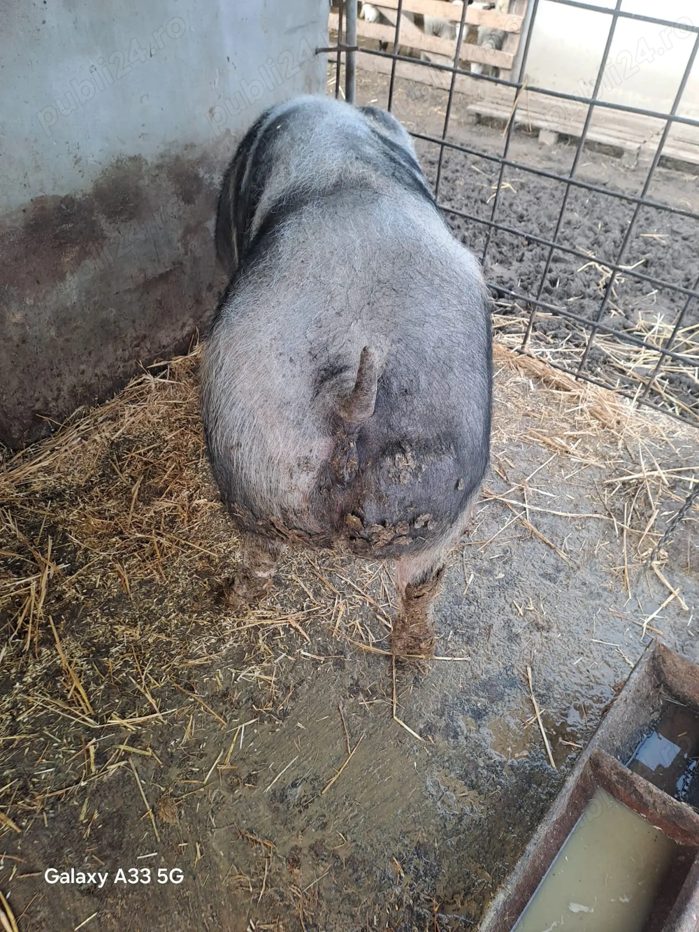 Scroafă de vânzare,rasă de carne