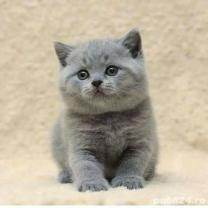 British Shorthair Blue