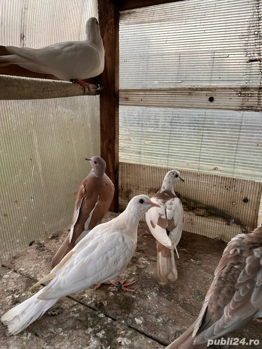 vand turturele razatoare 