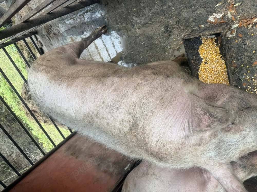 De vânzare, porc de casă , 300+ kg