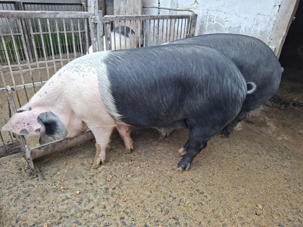 Vând porc de rasa Bazna pentru sacrificat tel:  