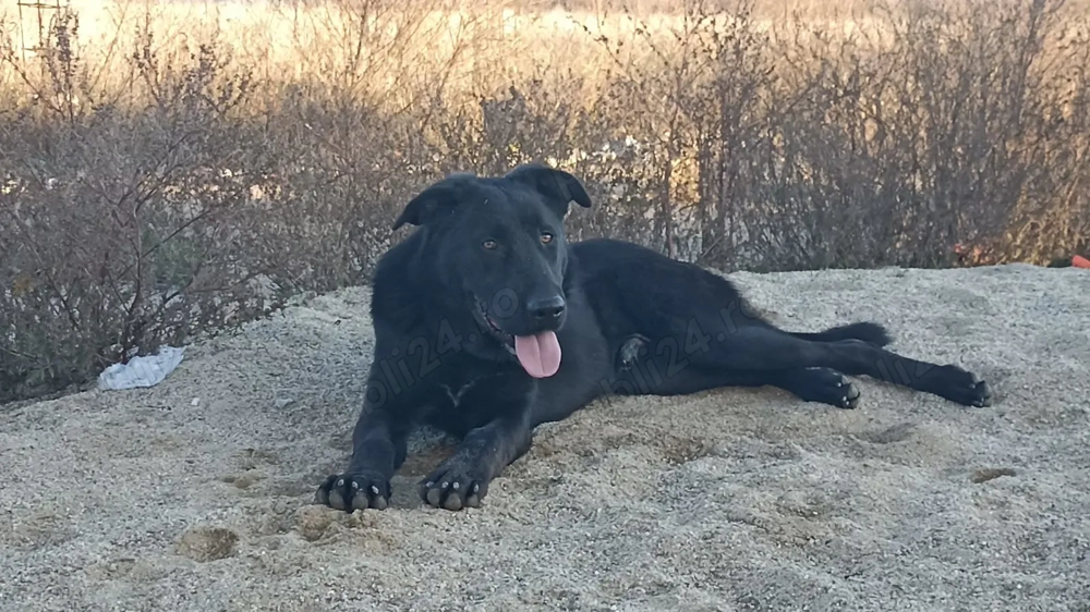 Ciobanesc corb  7 luni 