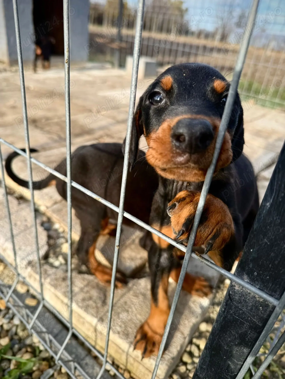 Căței doberman 