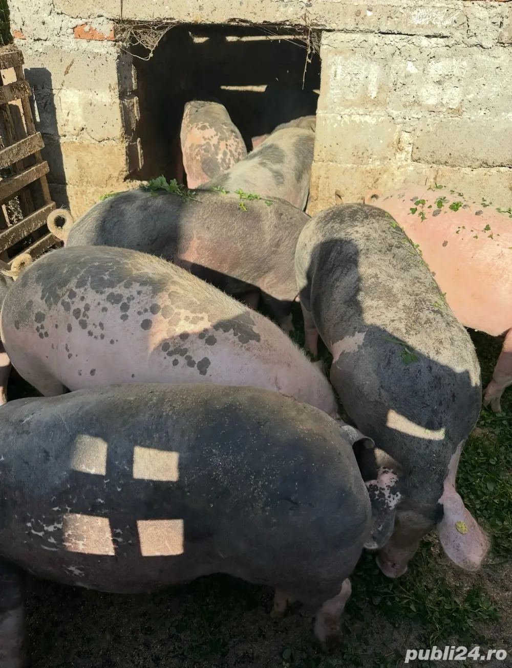 Porci de vânzare.Crescuti Bio de la 100kg la 170kg