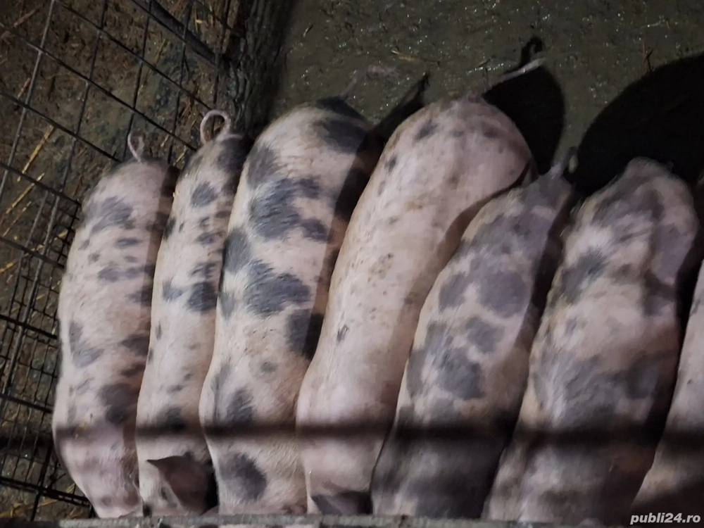 purcei de 10 săptămâni 