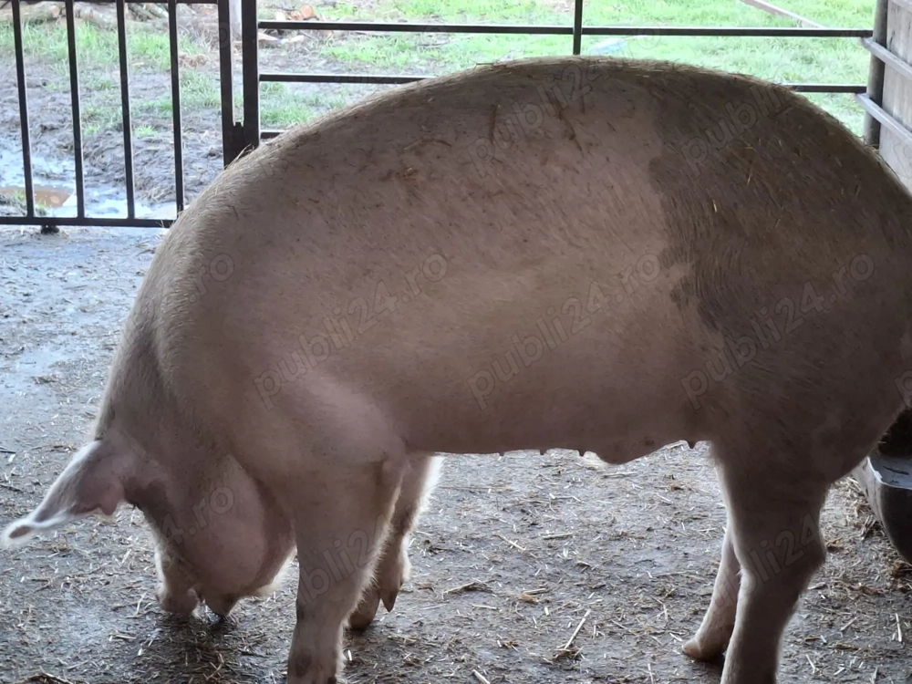 Vând doi porci de rasă  landras 