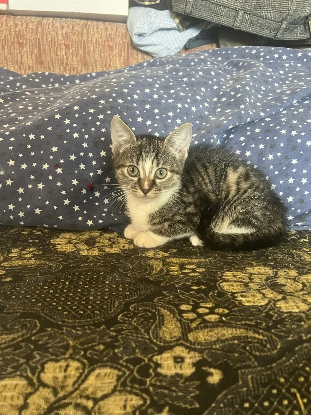 Ofer spre adopție doua pisicuțe 