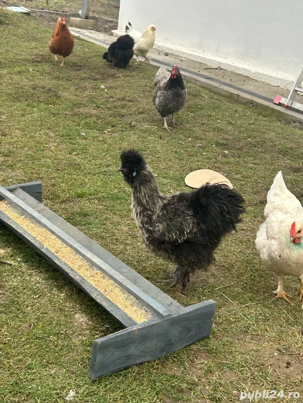 vand cocosi japonezi