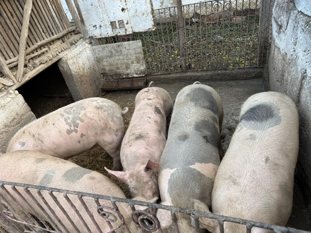 Porci de vânzare, mai multe detalii în privat 150kg-300kg