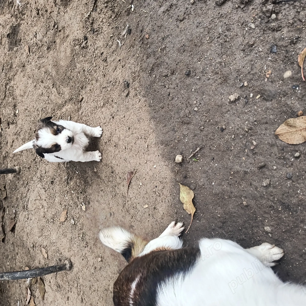 Cățelușe pechinez 