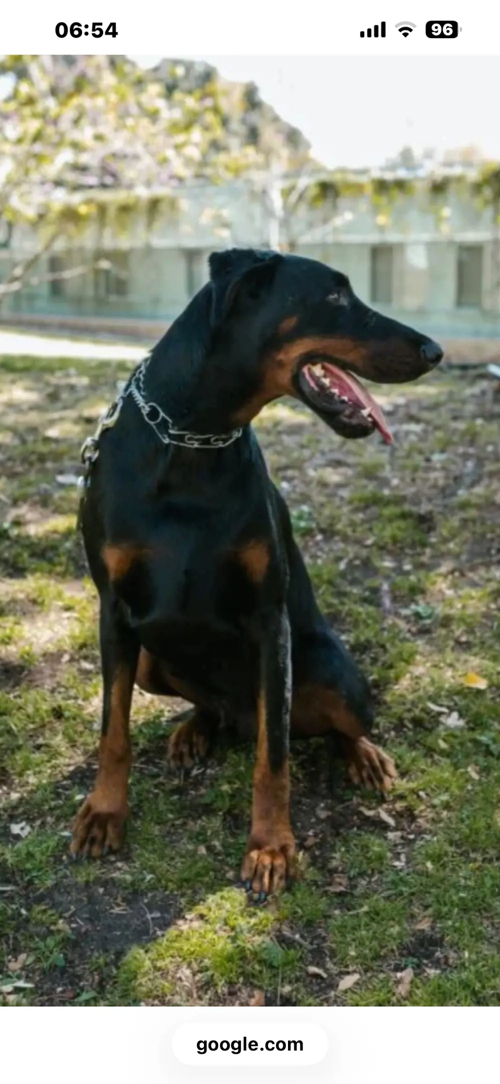 vand femela doberman