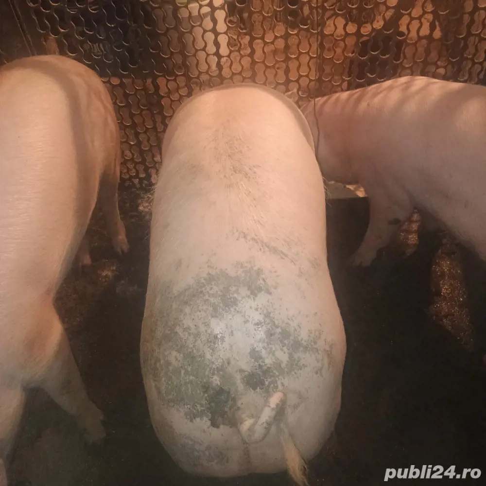  Vand porci intre 50-130 kg 