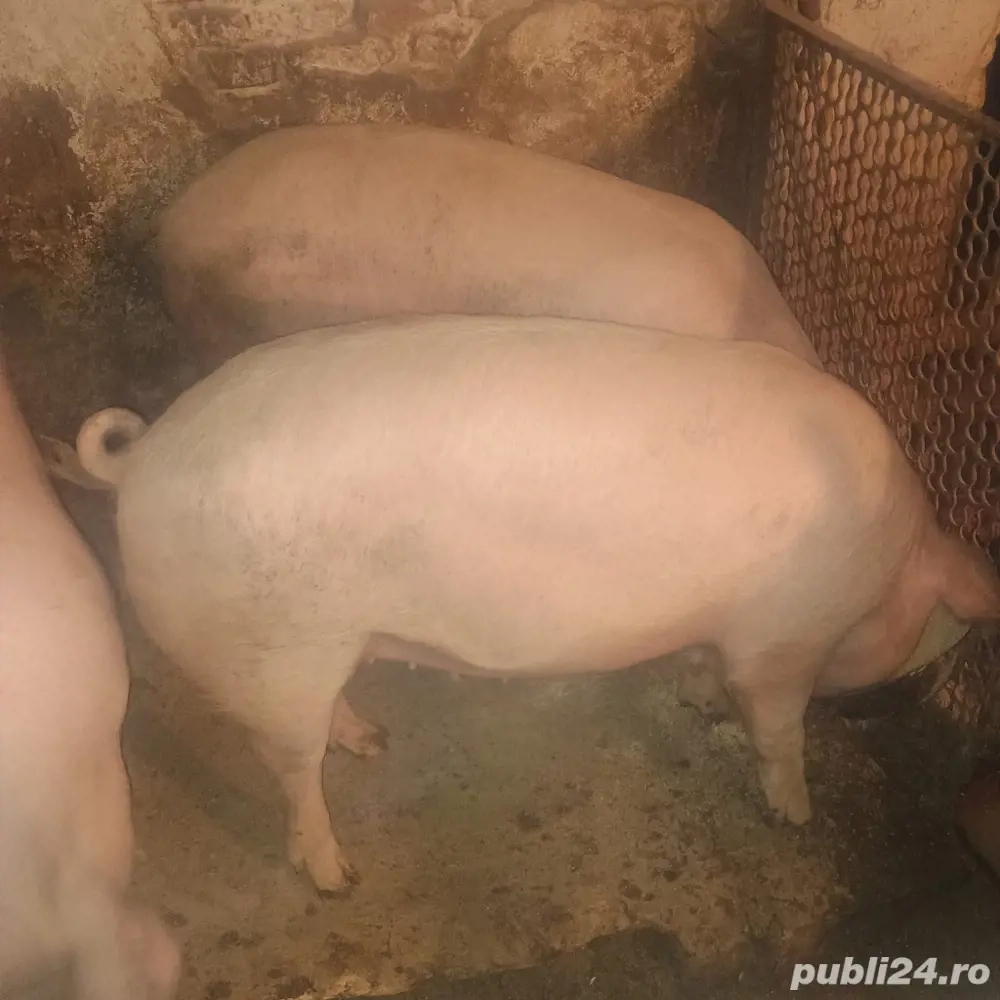 Vand porci intre 70-120 kg 