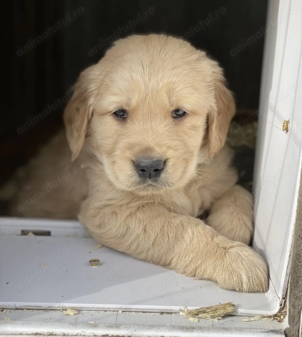 Golden retriever mascul și femelă 