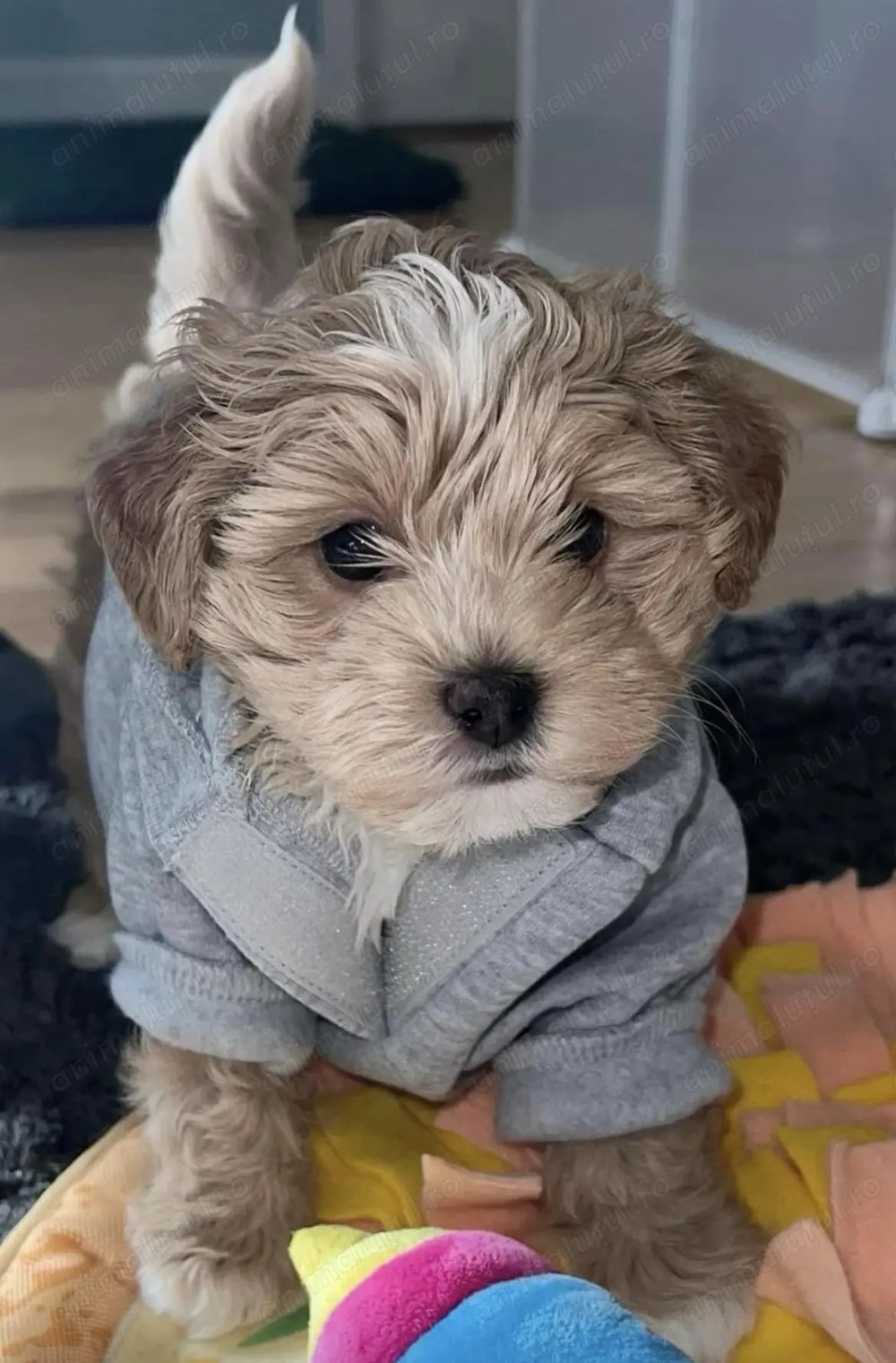 Bichon havanez superbi