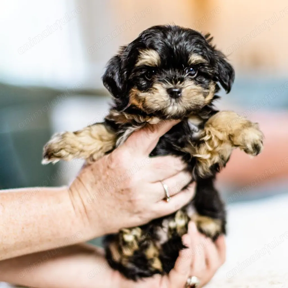 Mascul shih-tzu sitzu