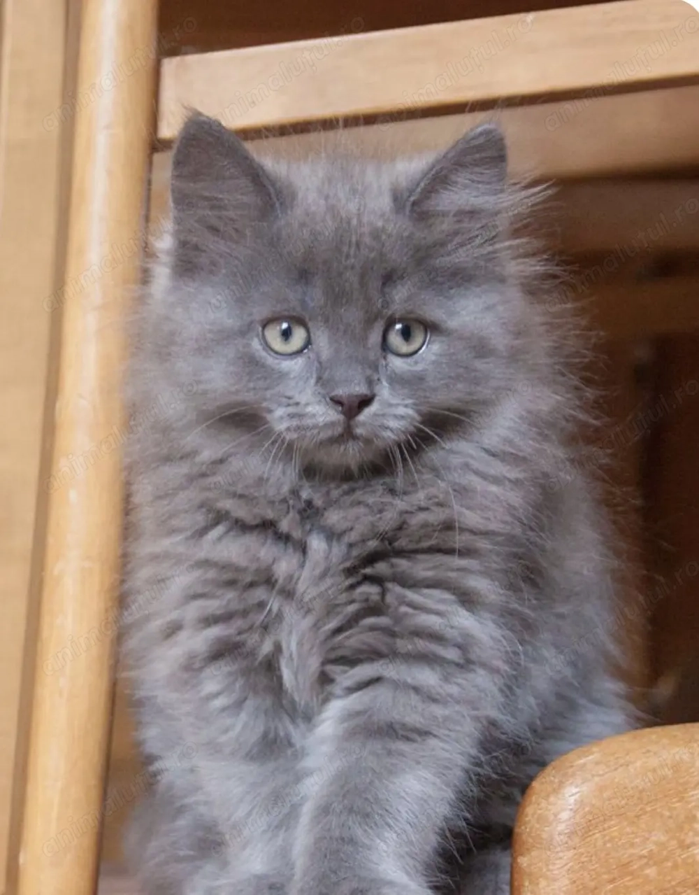 Fetița Nebelung superbă