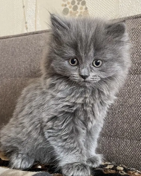 Nebelung superbă albastru de Rusia
