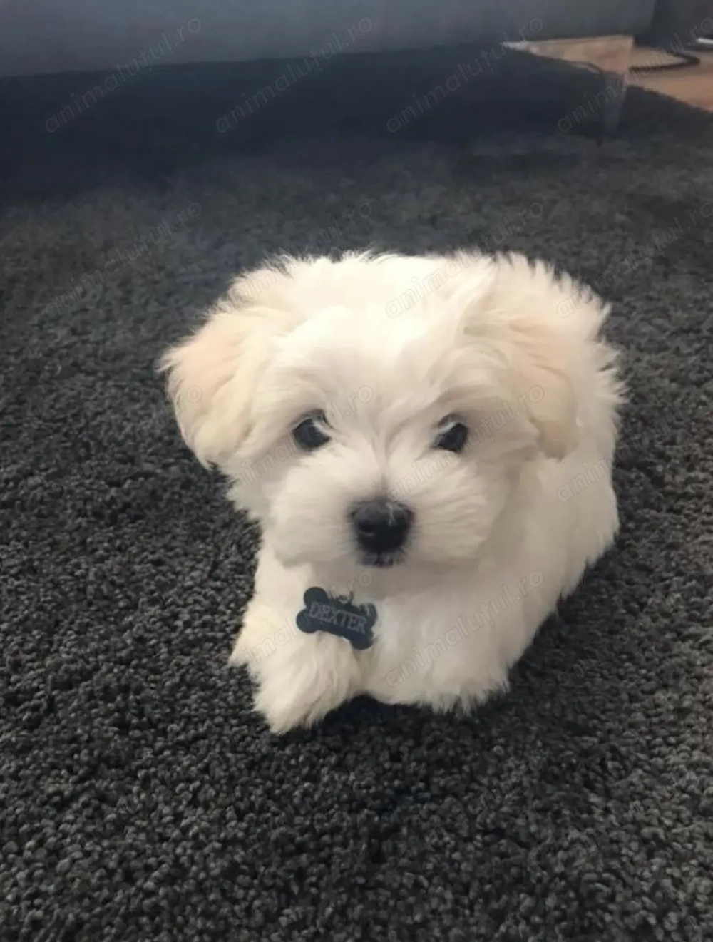 Bichon maltez superbi