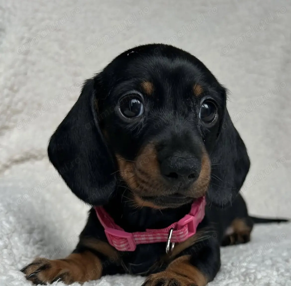 Fetița Teckel superba