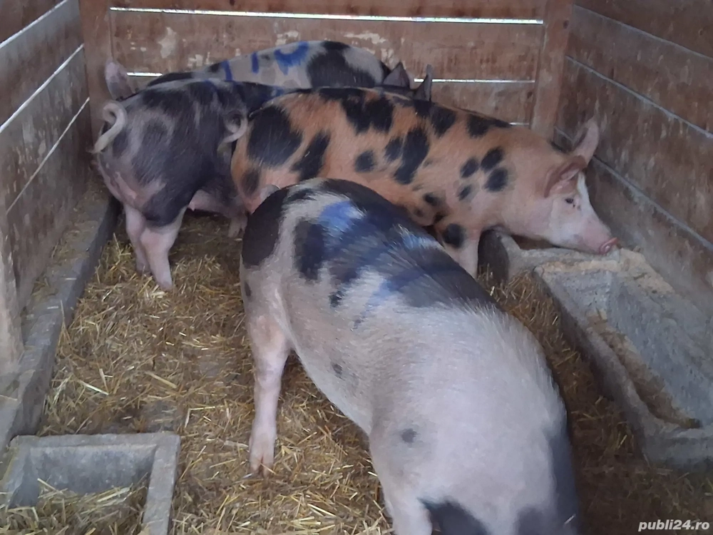 vând porci pentru sacrificare 115-118 kg