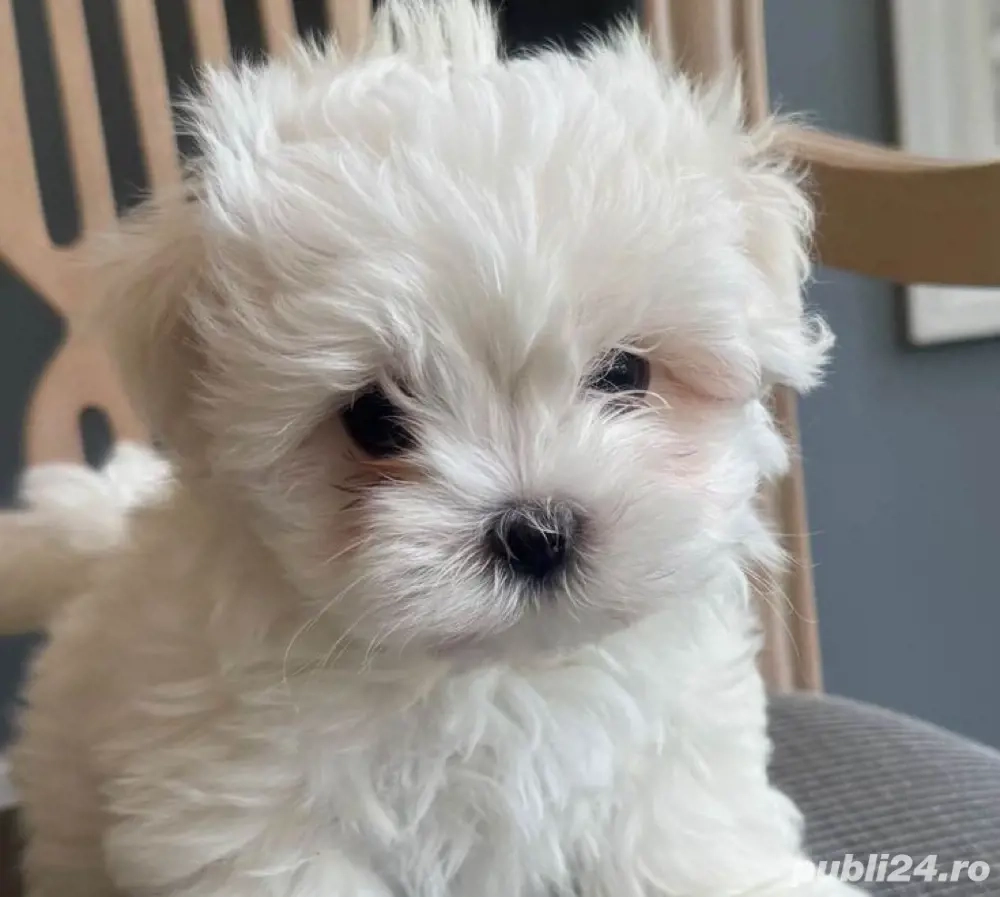 Bichon maltez mini toy 