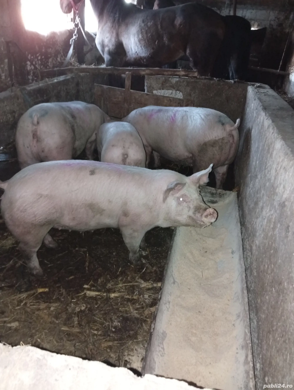 porci de de vânzare 