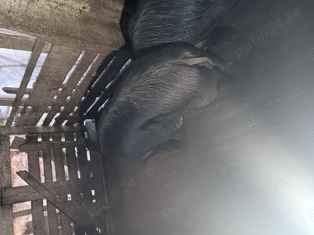 Porci de taiat pt craciun