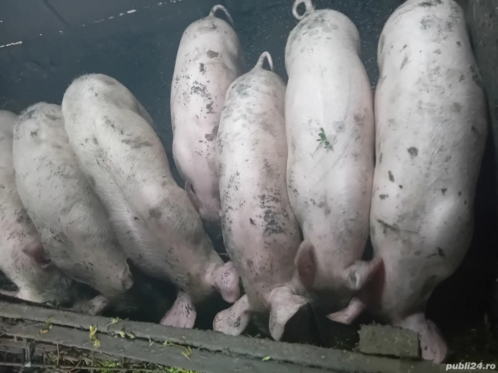 vand porci la 50 de kg 