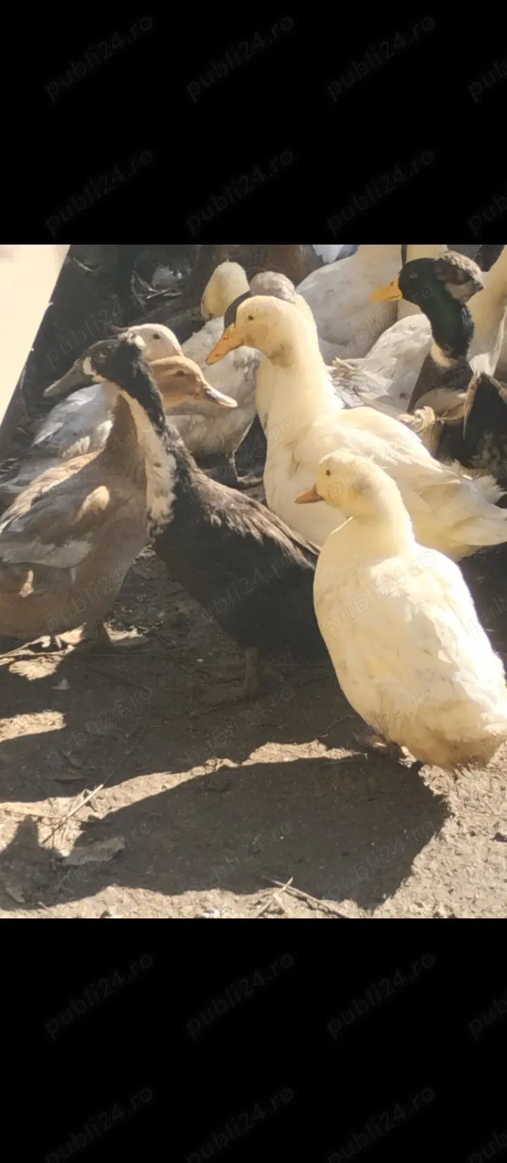 Rațe și gâște de vânzare vi sau tăiate 