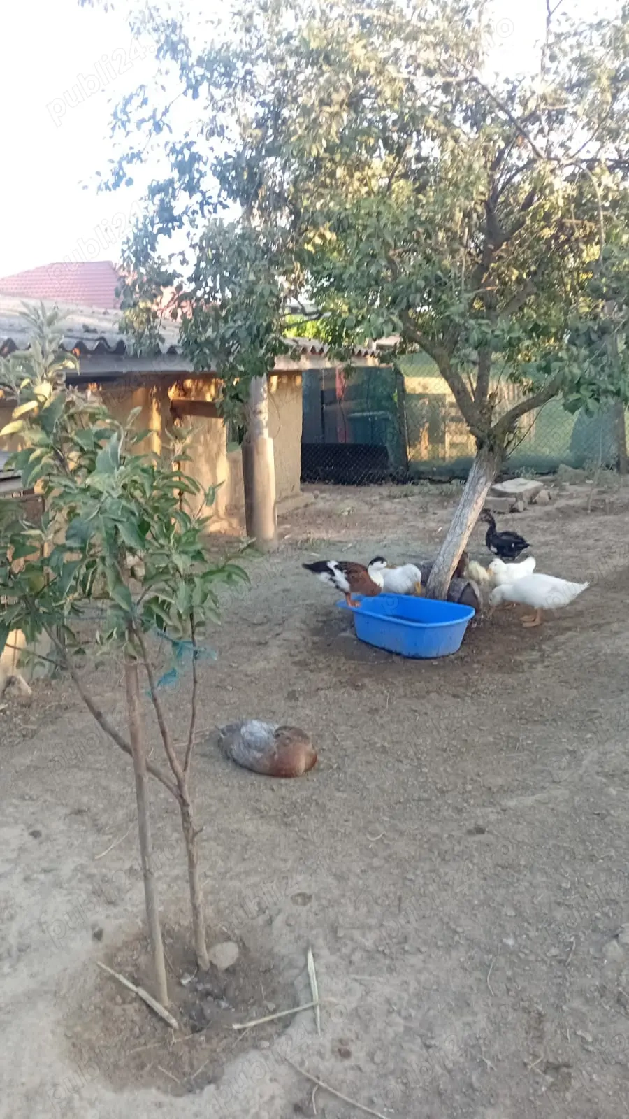 Vand Rate Pekin 2025