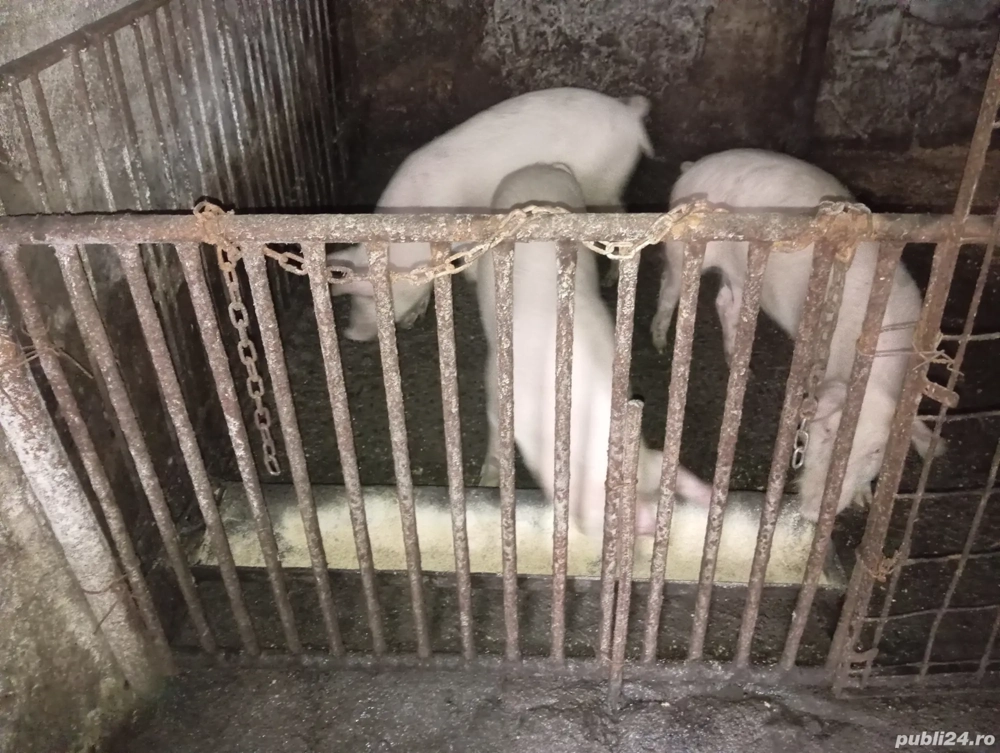 De vânzare porci 