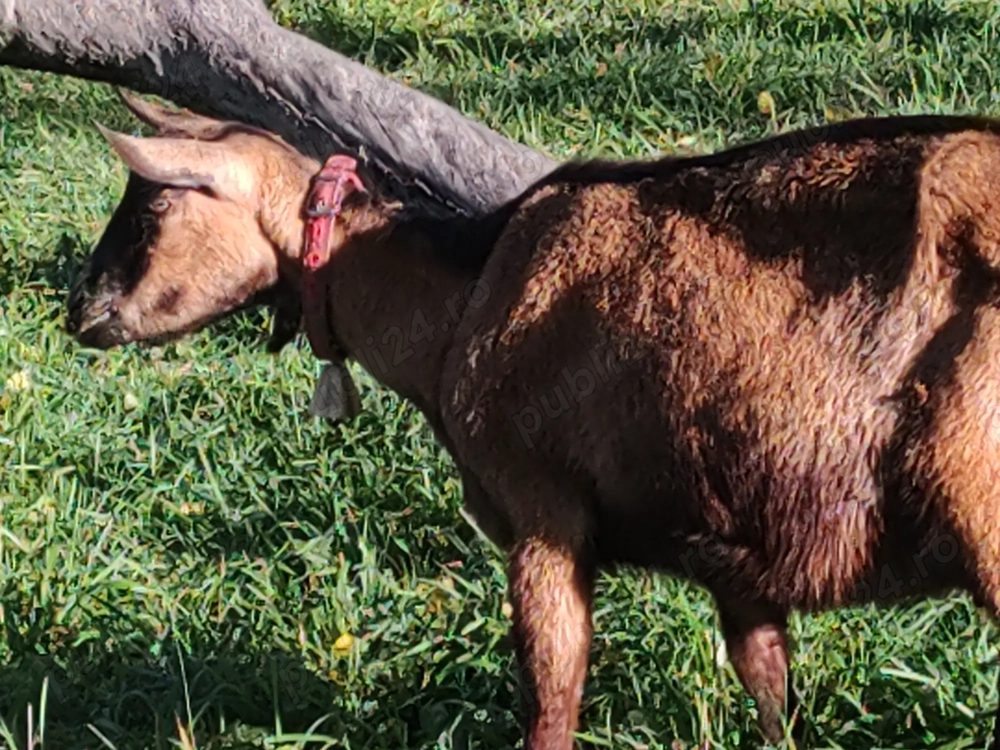 Vând capra alpina franceza 