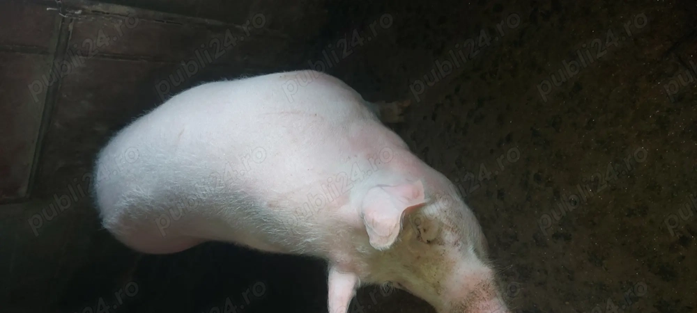 Purcea de vânzare 180kg 