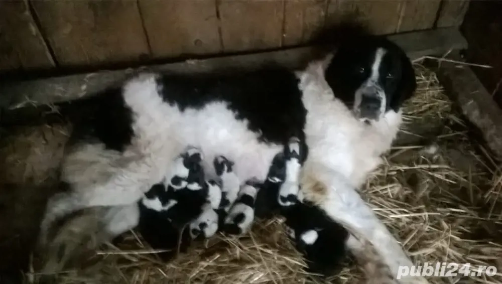 Pui Ciobanesc Bucovina