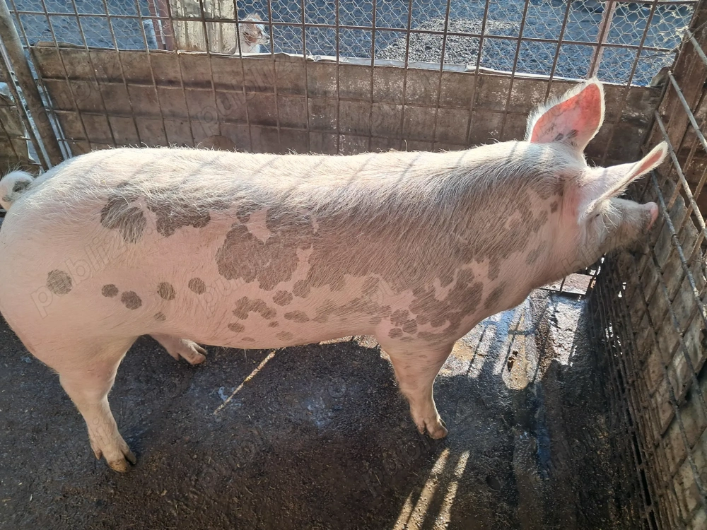 Porc de vânzare, cca. 170 kg.,  15 lei kg.crescut în gospodărie cu mâncare naturală.