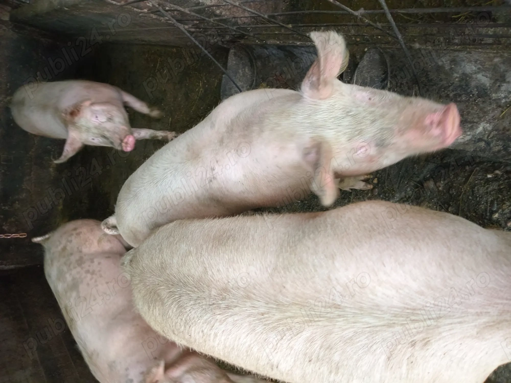 Vând  porci intre 100-200 kg