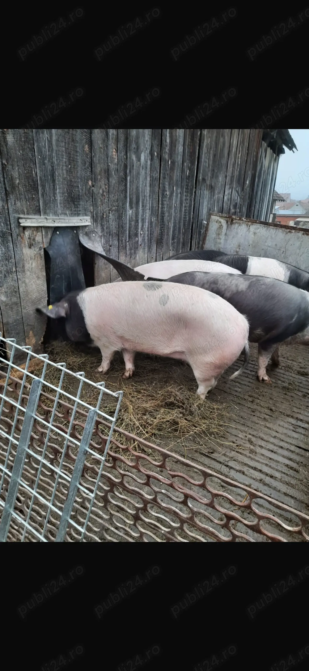 Vând pentru craciun 