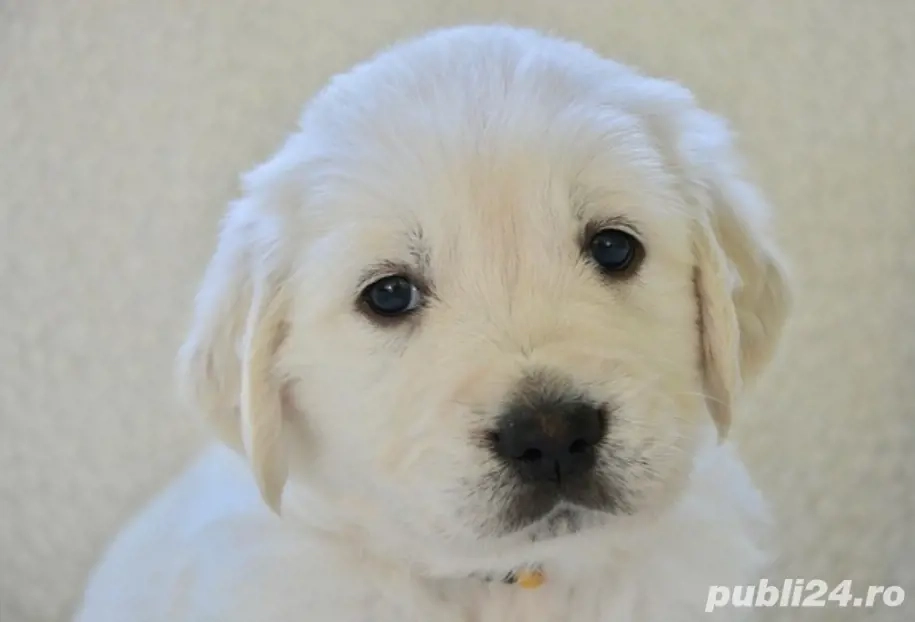 Golden Retriever pui 