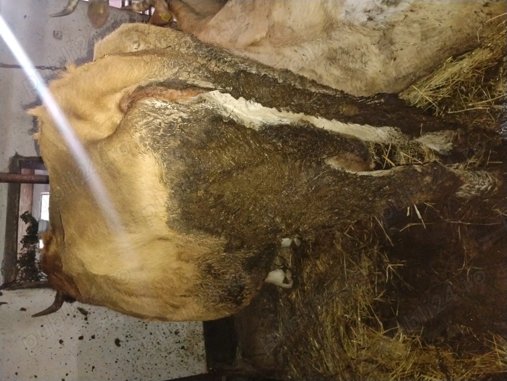 Vând vacă de abator 