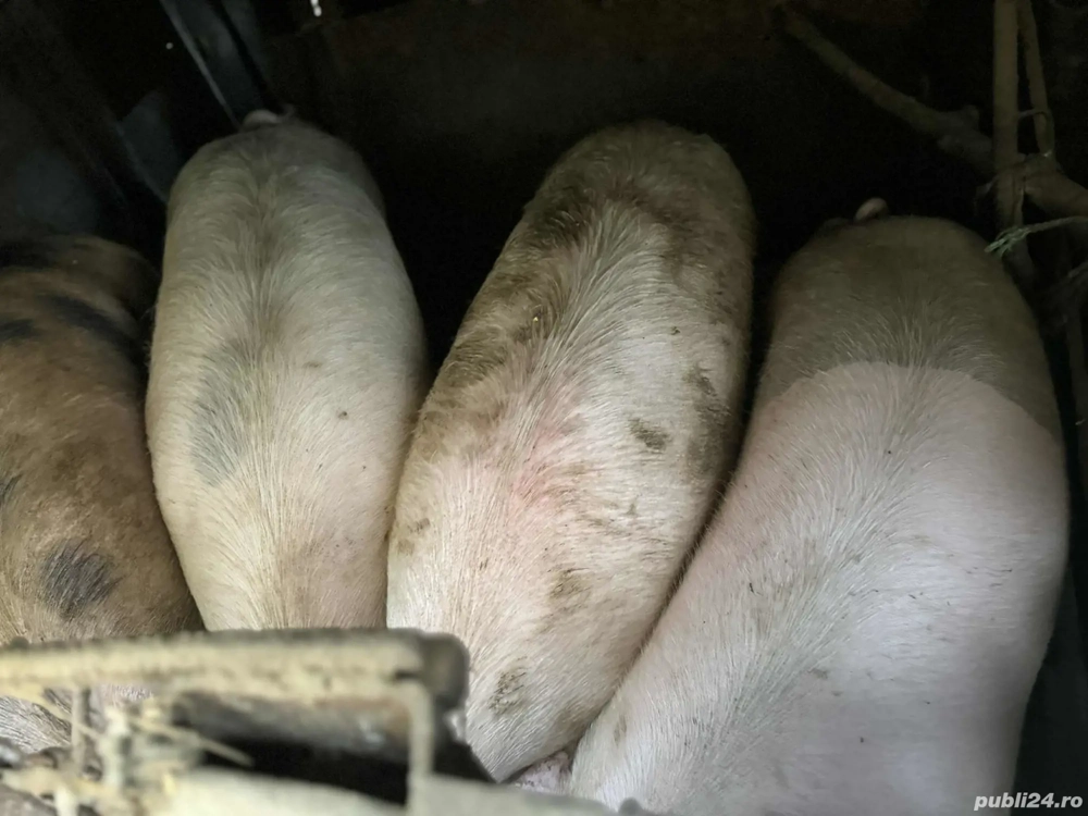 vand porci 200 kg14 lei kg