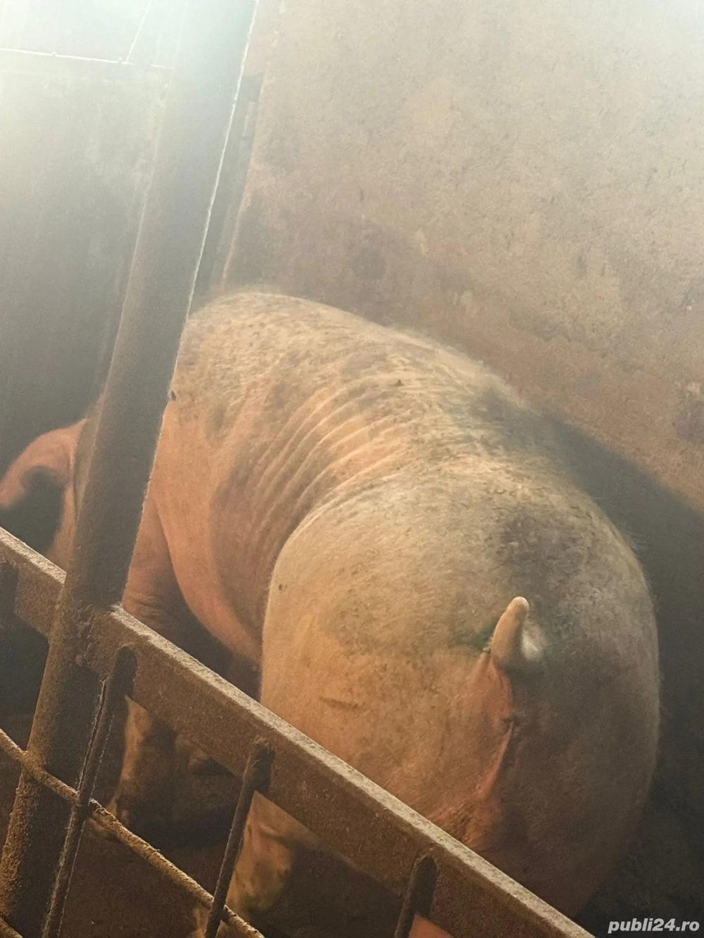 Disponibili Doi Porci de carne Bio  pentru sacrificat 